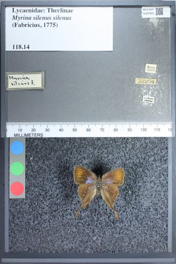 Media type: image;   Entomology 67803